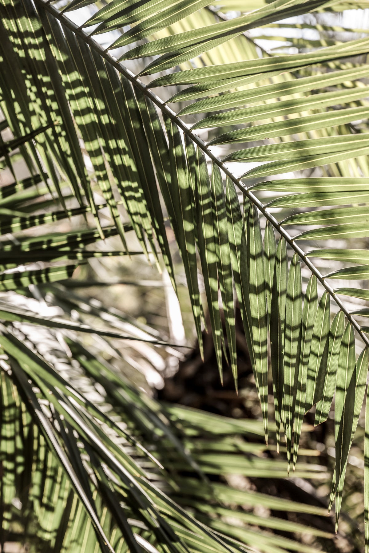 aluminium-print-palmlight