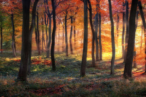 acrylic-print-autumn-woodland-sunrise-x