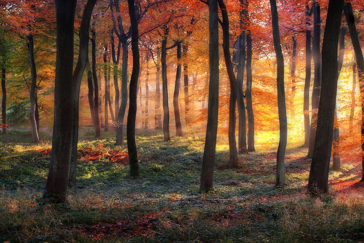 acrylic-print-autumn-woodland-sunrise-x