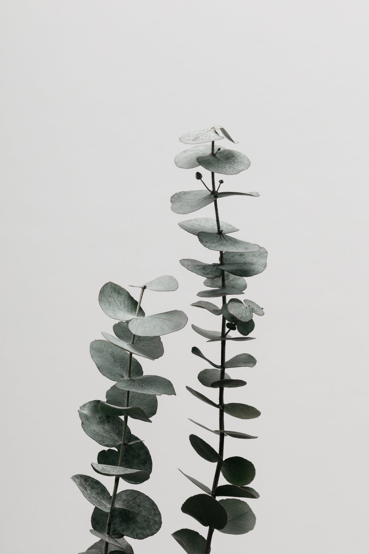 canvas-print-eucalyptus-natural-03