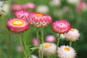 framedcanvas-print-flowers-of-spring