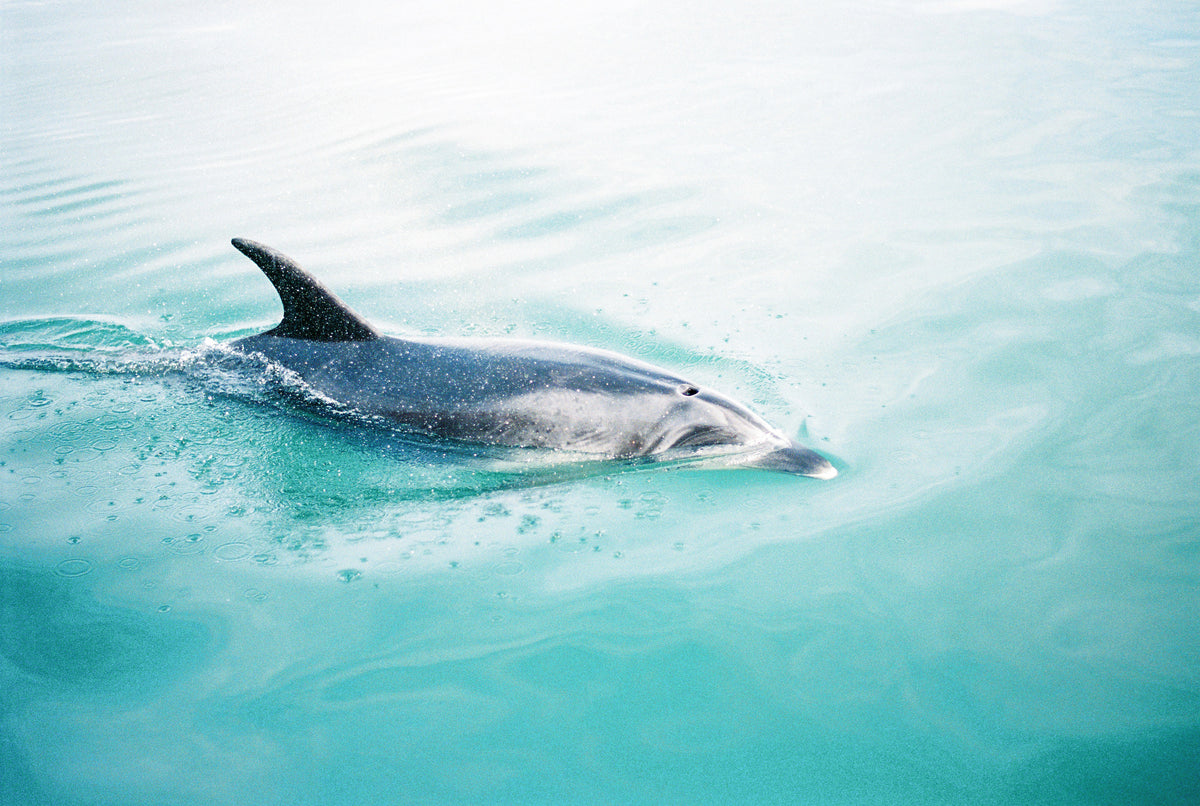 framedposter-print-dolphin-nz-northern