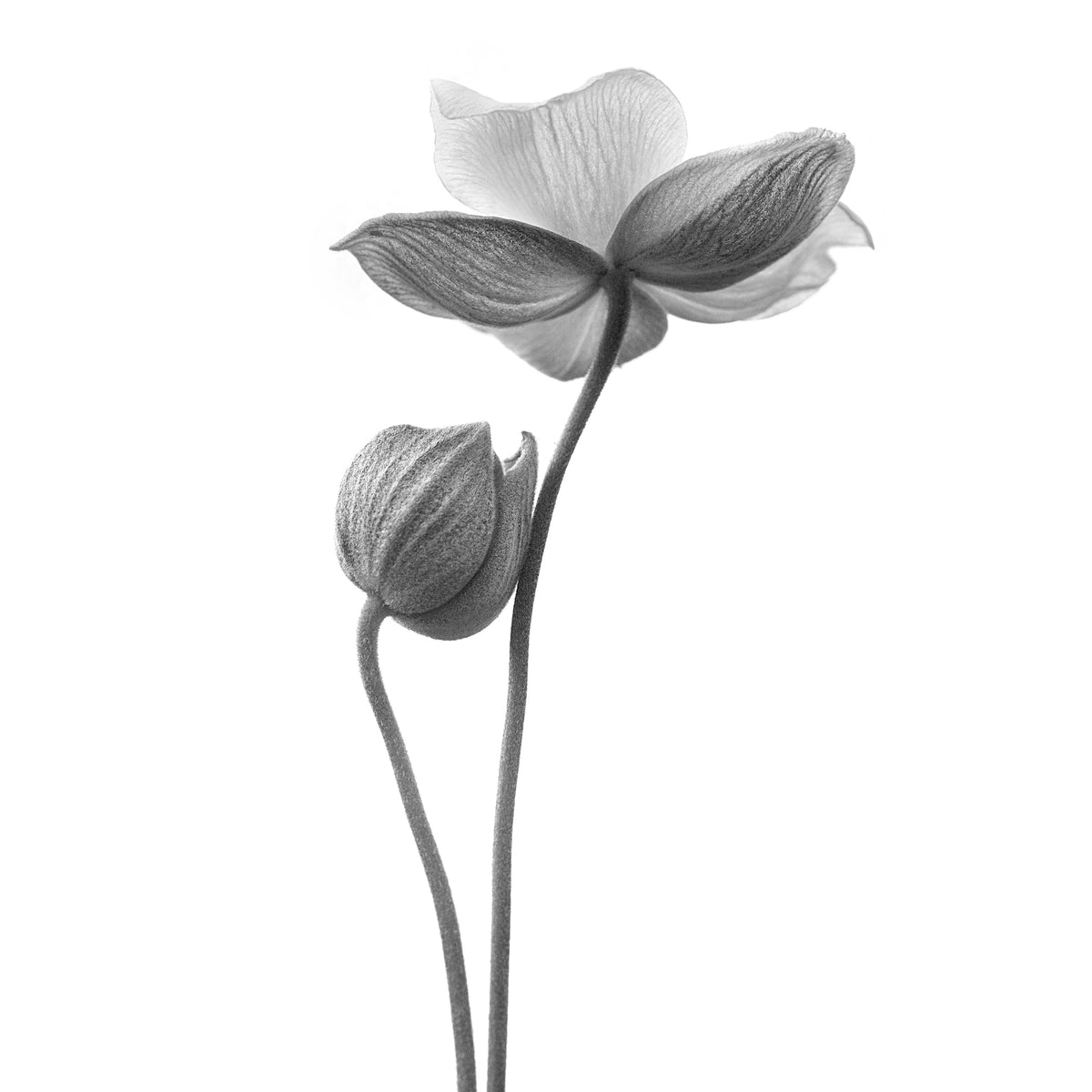 aluminium-print-a-little-touch-monochrome