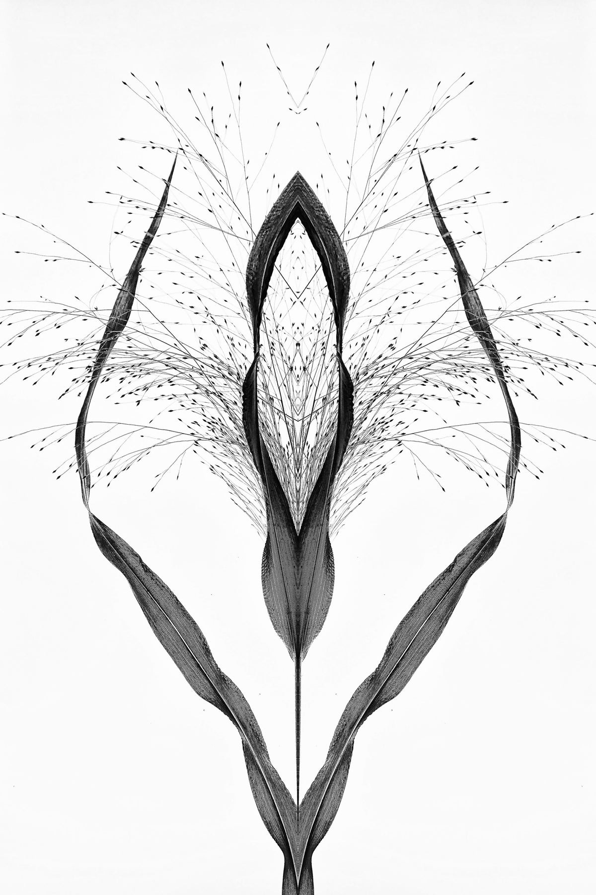 poster-print-black-grass-2