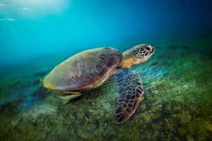 canvas-print-green-turtle