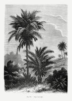 poster-print-vintage-palm-tree-drawing-v