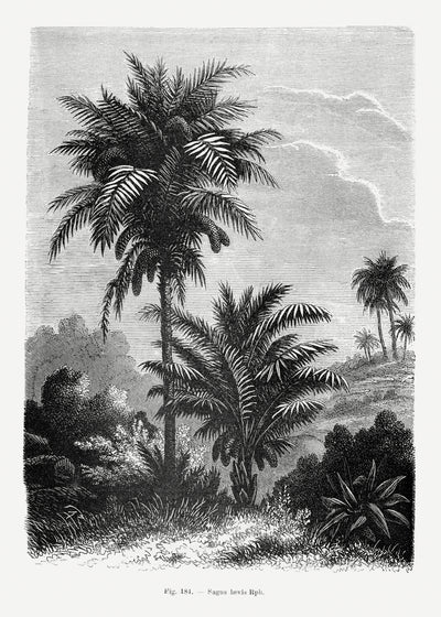 poster-print-vintage-palm-tree-drawing-v