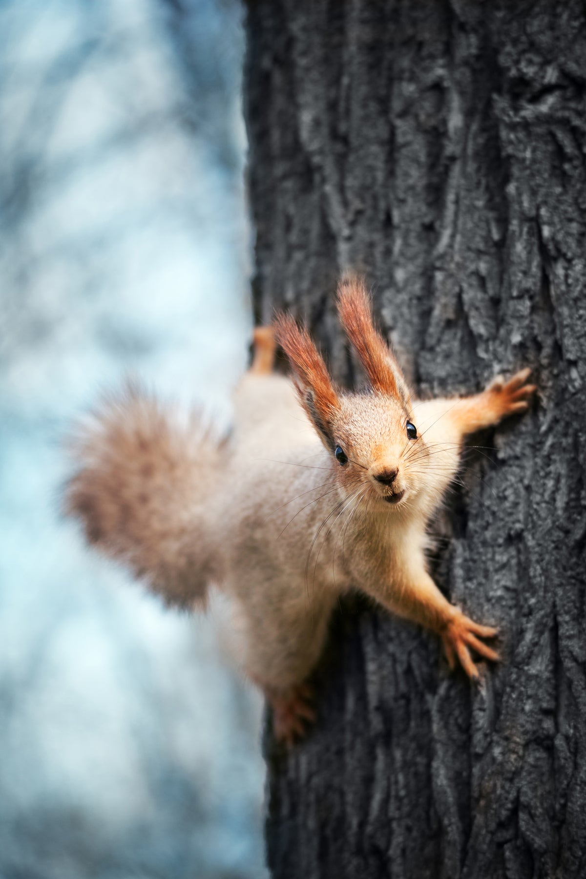 framedcanvas-print-the-squirrel