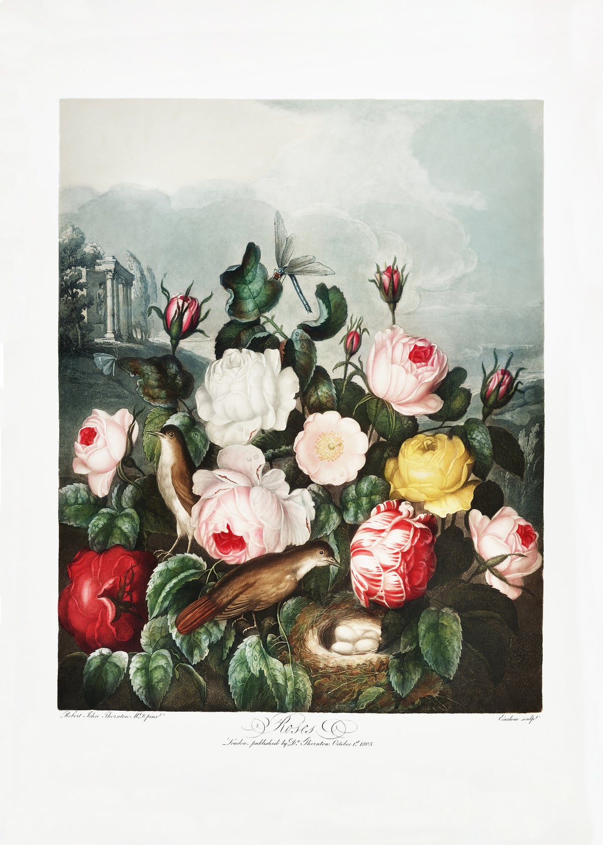canvas-print-roses-from-the-temple-of-flora-1807