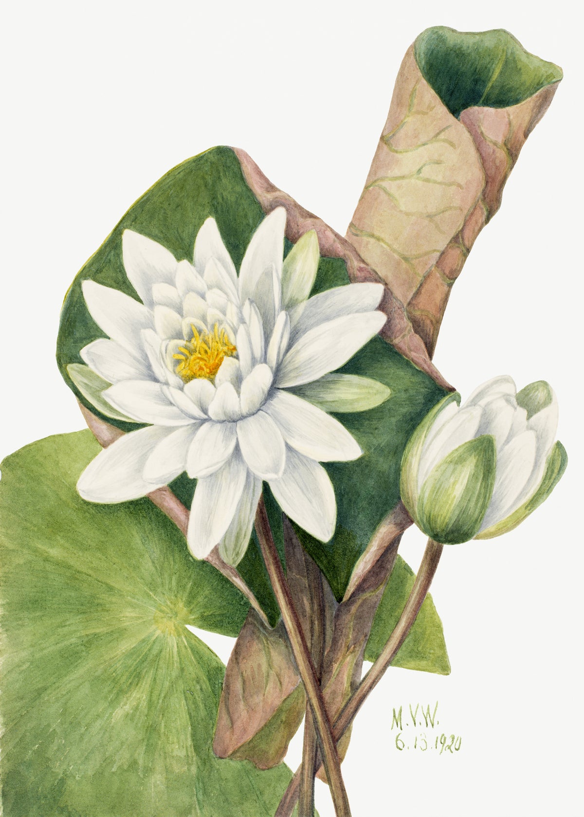acrylic-print-american-waterlily-1920