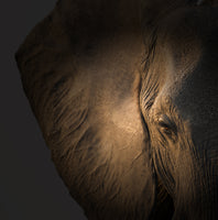 9-piece-canvas-print-gentle-giant