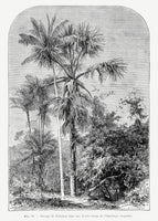 framedposter-print-vintage-palm-tree-drawing-iv