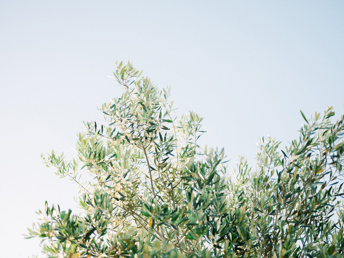 acrylic-print-olives-in-ostuni-italy-travel-photography