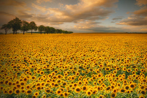 3-piece-canvas-print-sunflowers