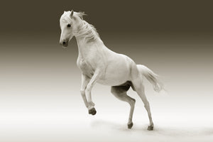 framedposter-print-the-proud-mare