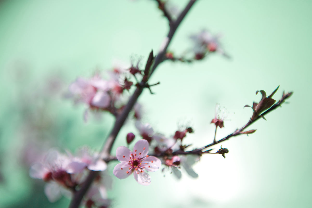 canvas-print-beautiful-japanese-cherry-blossom