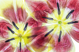 3-piece-acrylic-print-tulips-3