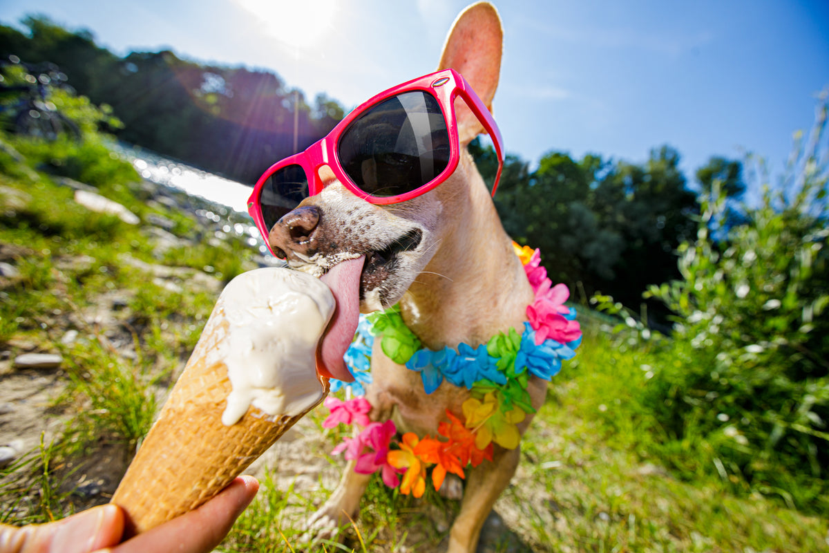 canvas-print-dog-summer-vacation-licking-ice-cream