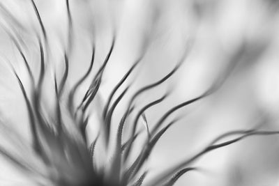 poster-print-untitled-xvii-p