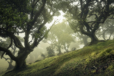 poster-print-enchanted-forest-xeb
