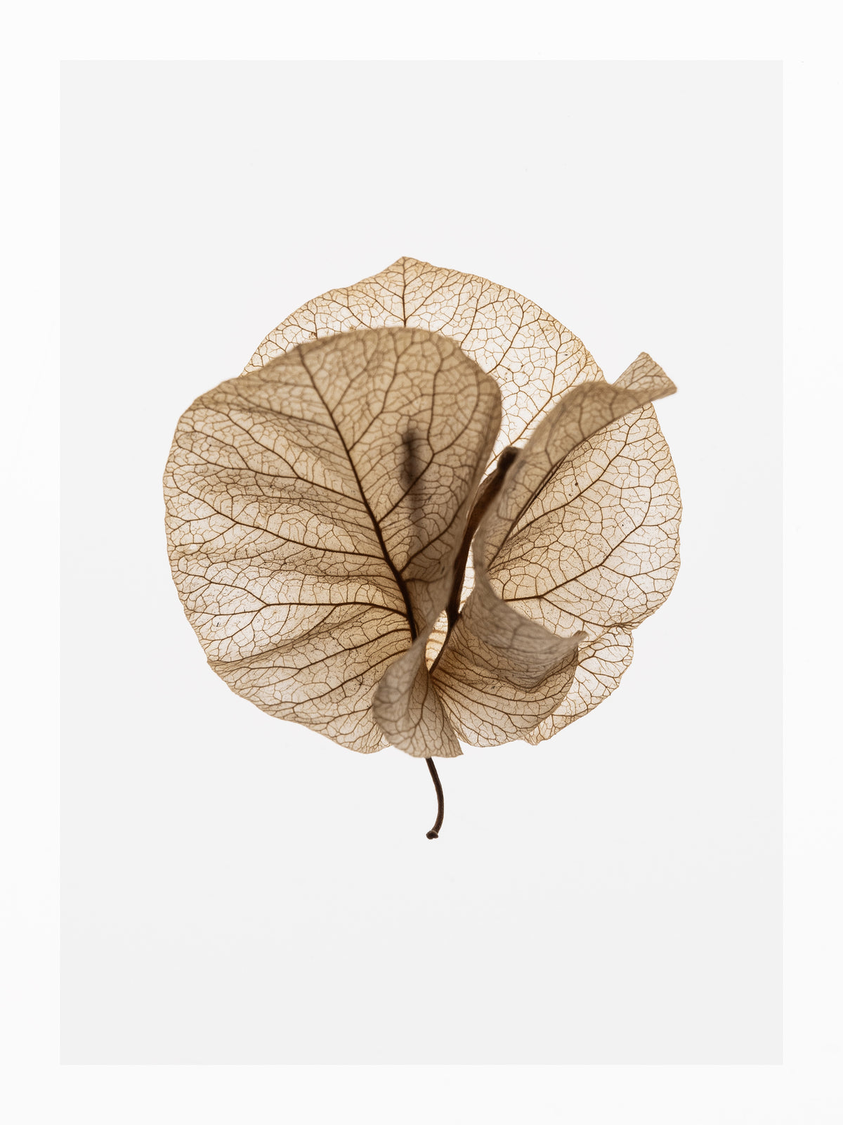 framedcanvas-print-fragile-glow