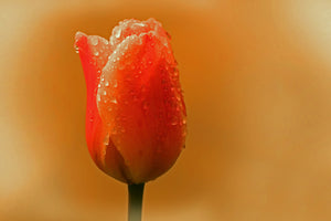 3-piece-aluminium-print-a-tulip-in-the-morning-dew