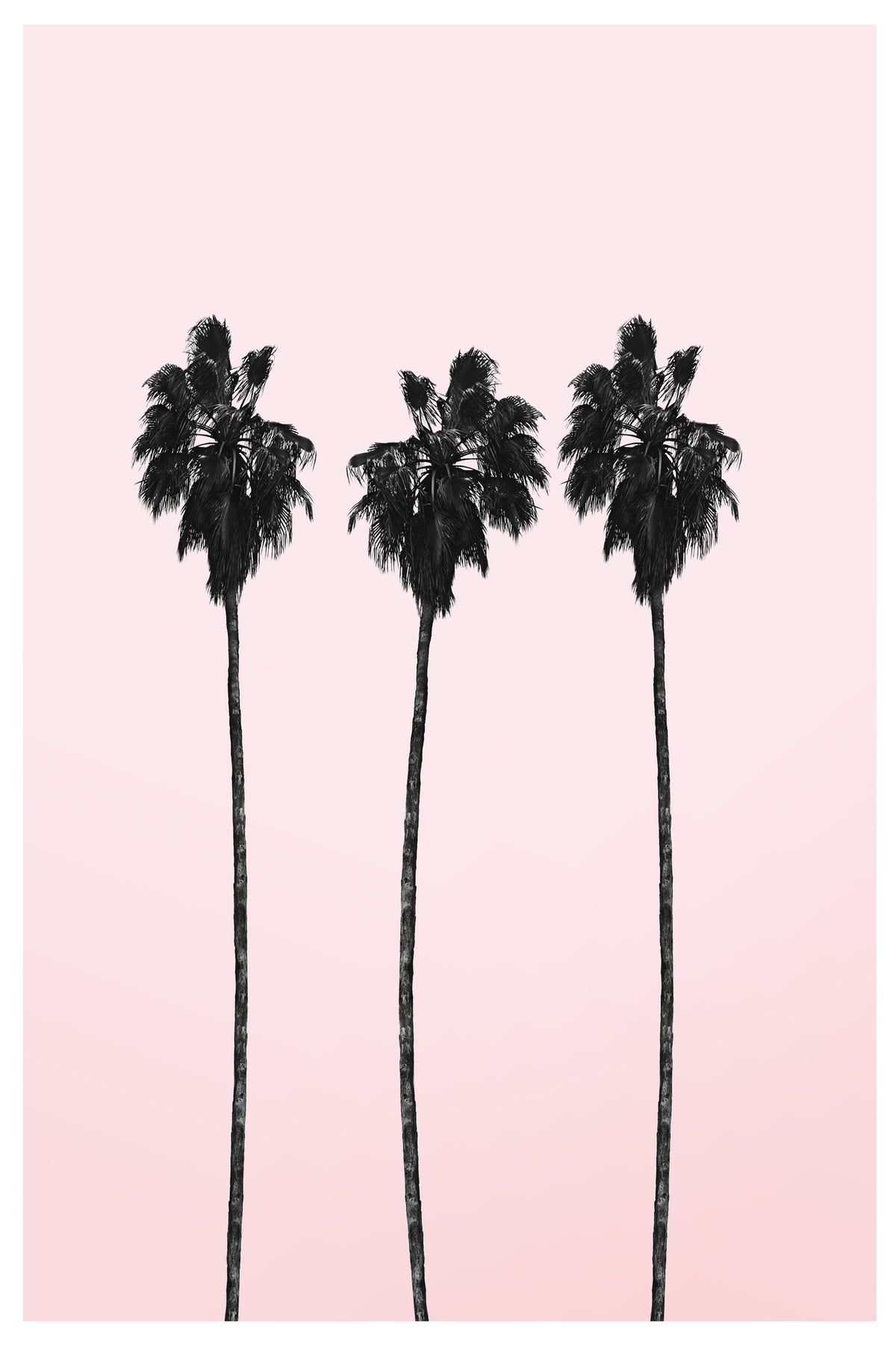 aluminium-print-three-tall-palms