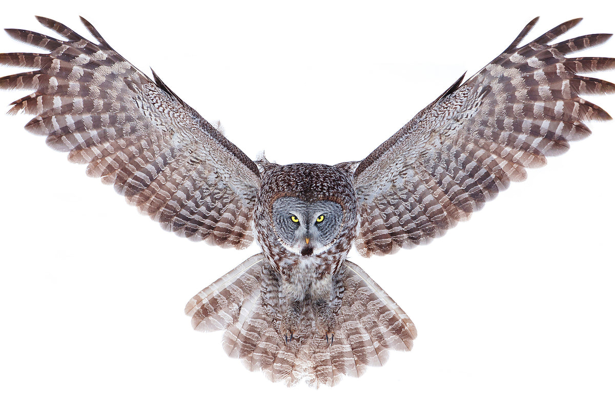 3-piece-aluminium-print-power-great-grey-owl