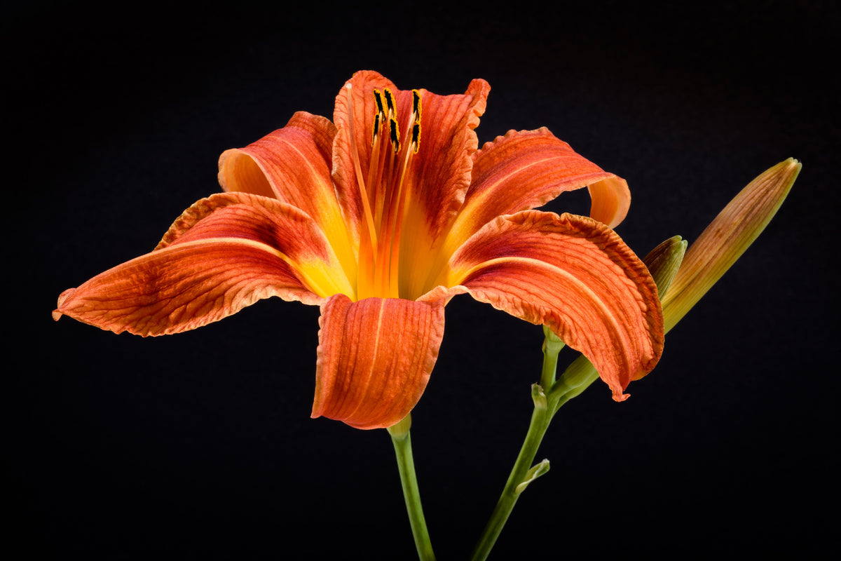 framedcanvas-print-a-lily-flower-in-orange