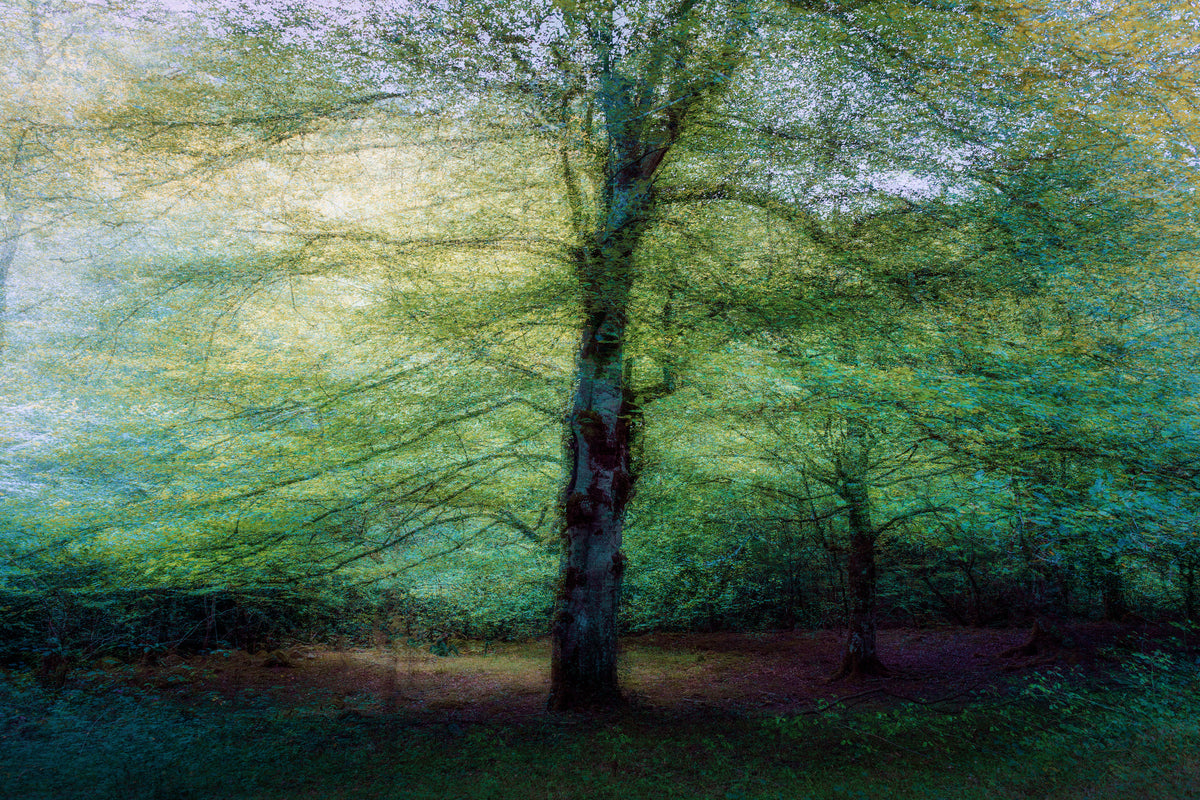 framedcanvas-print-forest-xpf