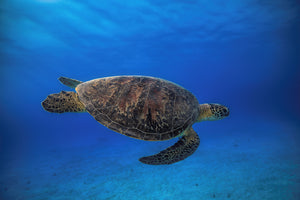acrylic-print-green-turtle-in-the-blue