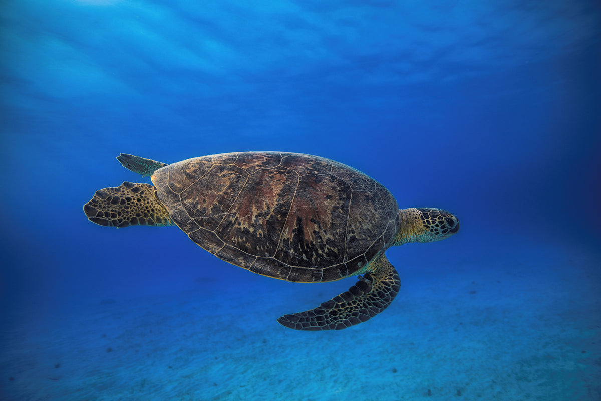 acrylic-print-green-turtle-in-the-blue
