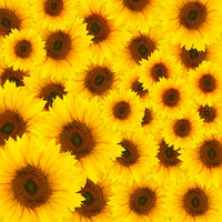canvas-print-a-bouquet-sunflower