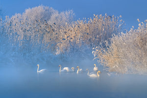 modern-3-piece-aluminium-print-blue-swan-lake