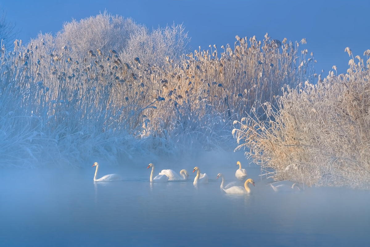 modern-3-piece-aluminium-print-blue-swan-lake