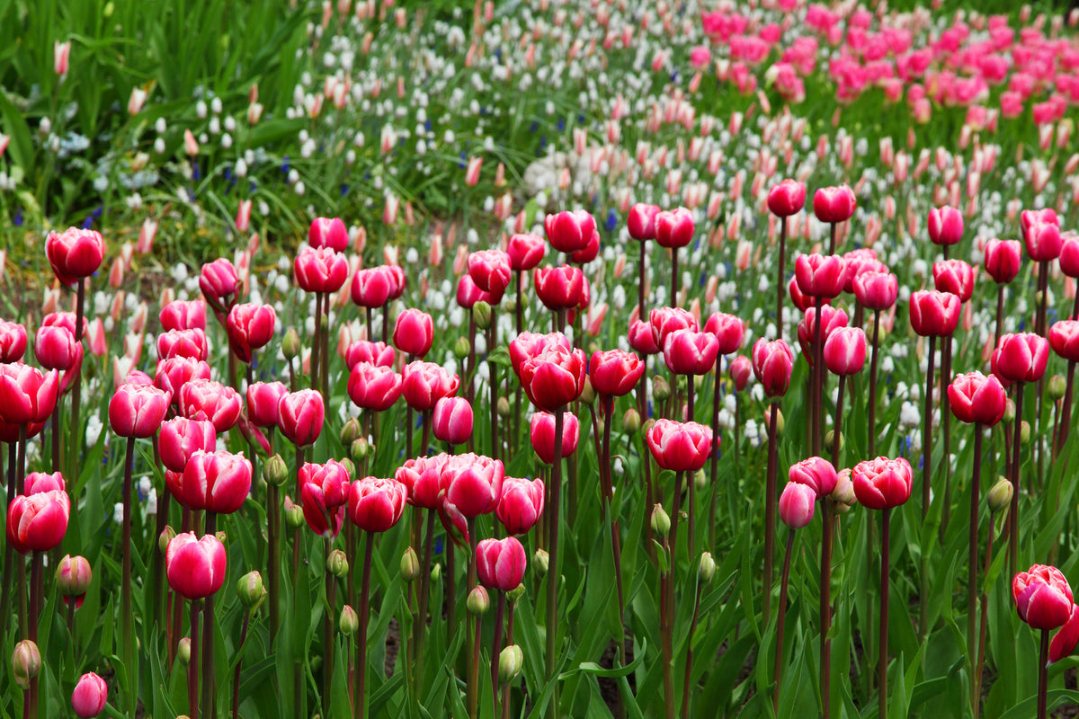 acrylic-print-wild-tulip-field
