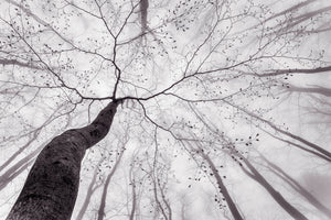 canvas-print-a-view-of-the-tree-crown