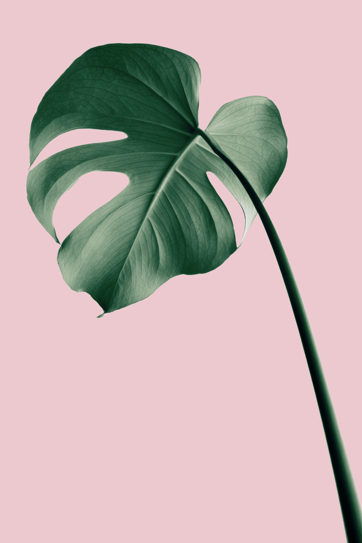 framedcanvas-print-monstera-pink-no-05