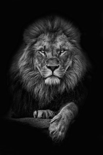 poster-print-king-lion
