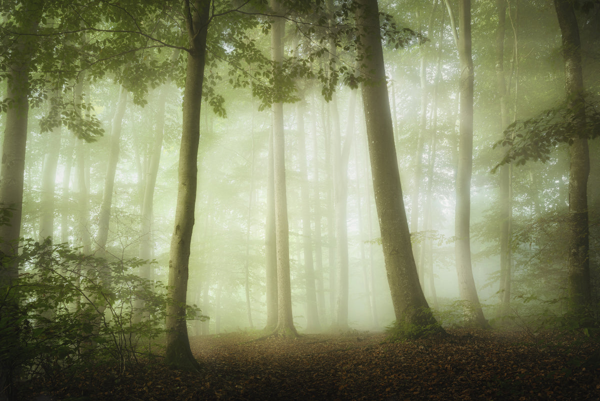3-piece-acrylic-print-during-a-gentle-morning-in-a-spring-forest