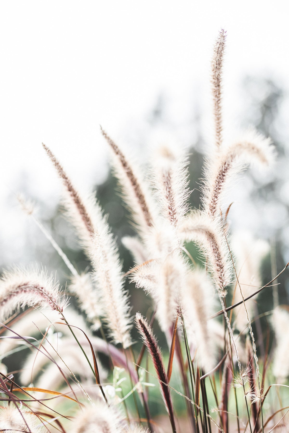canvas-print-grass-2