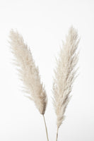 acrylic-print-pampas-white
