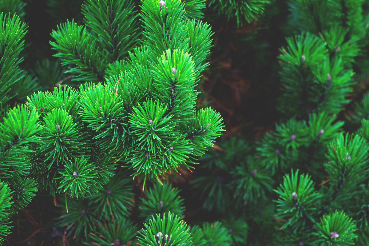 3-piece-aluminium-print-pine-xl