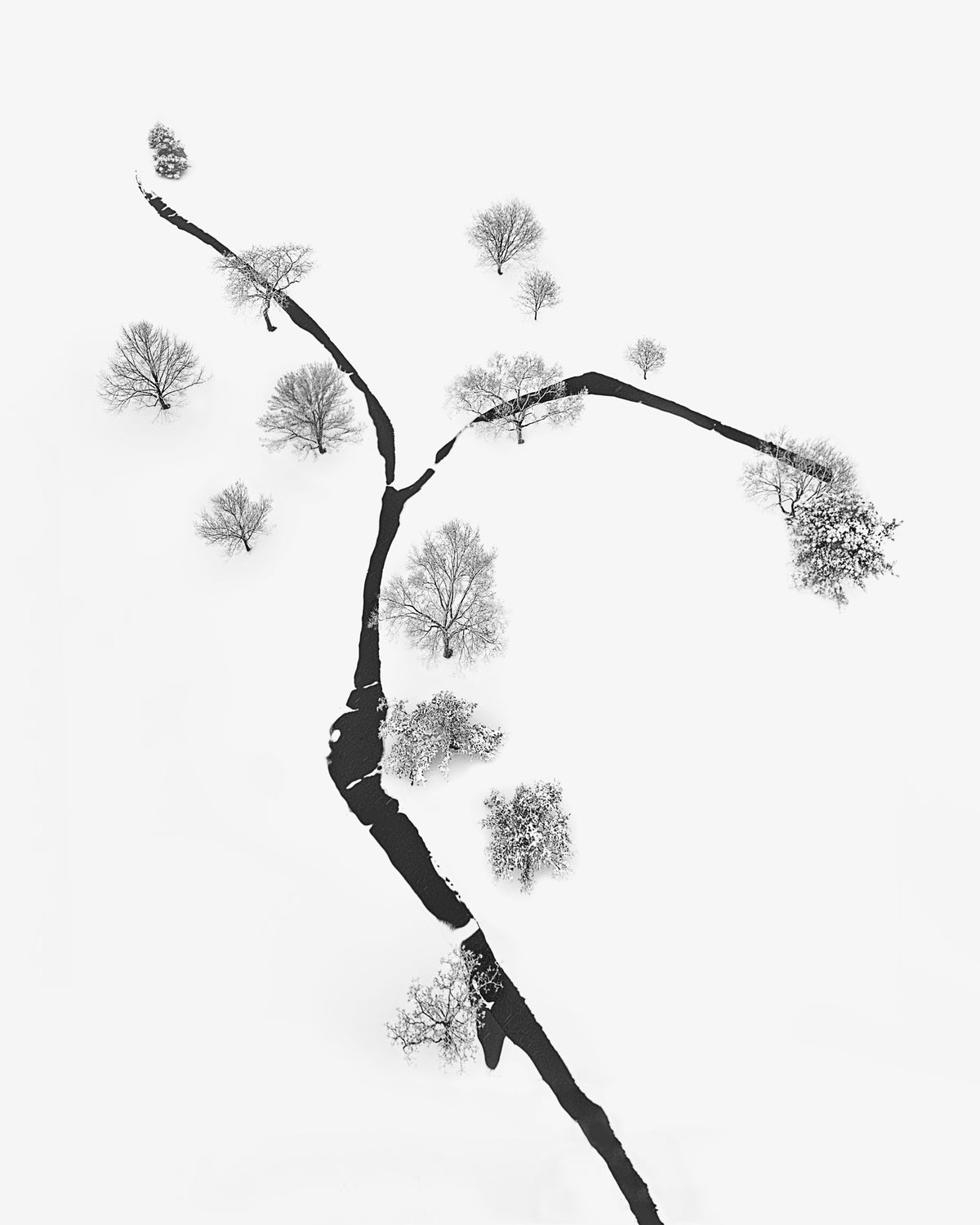 canvas-print-a-tree-and-trees