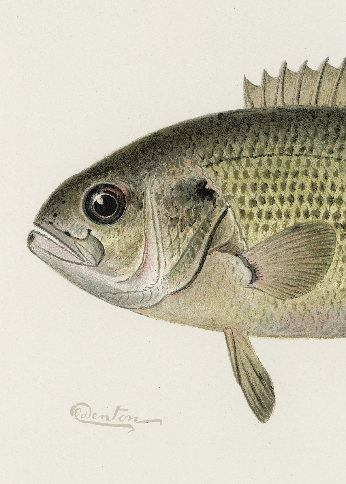 framedposter-print-rock-bass-crop