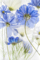 framedposter-print-cosmos-blue
