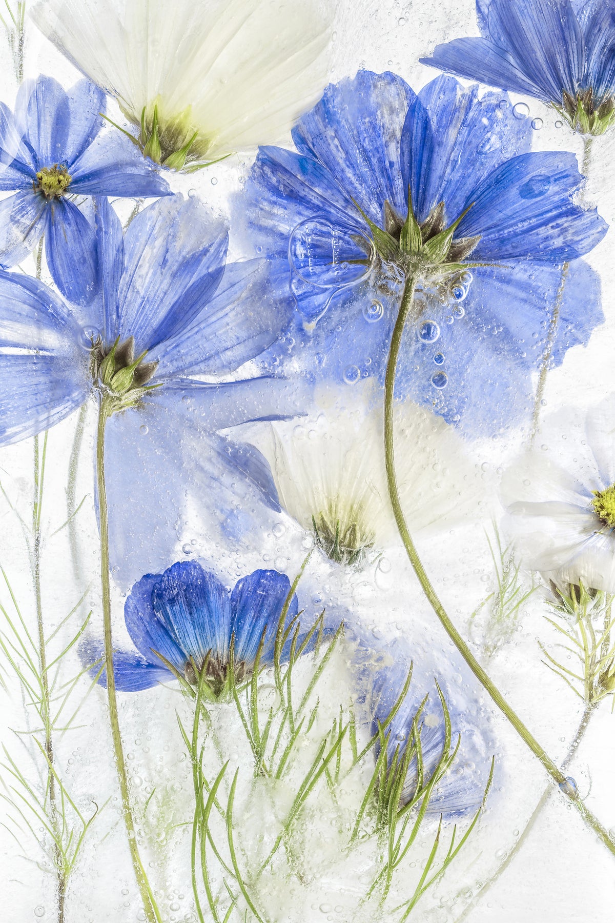 framedposter-print-cosmos-blue