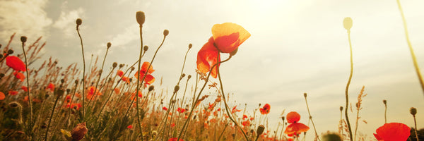 panoramic-3-piece-canvas-print-the-poppy-field-at-sunrise-panorama
