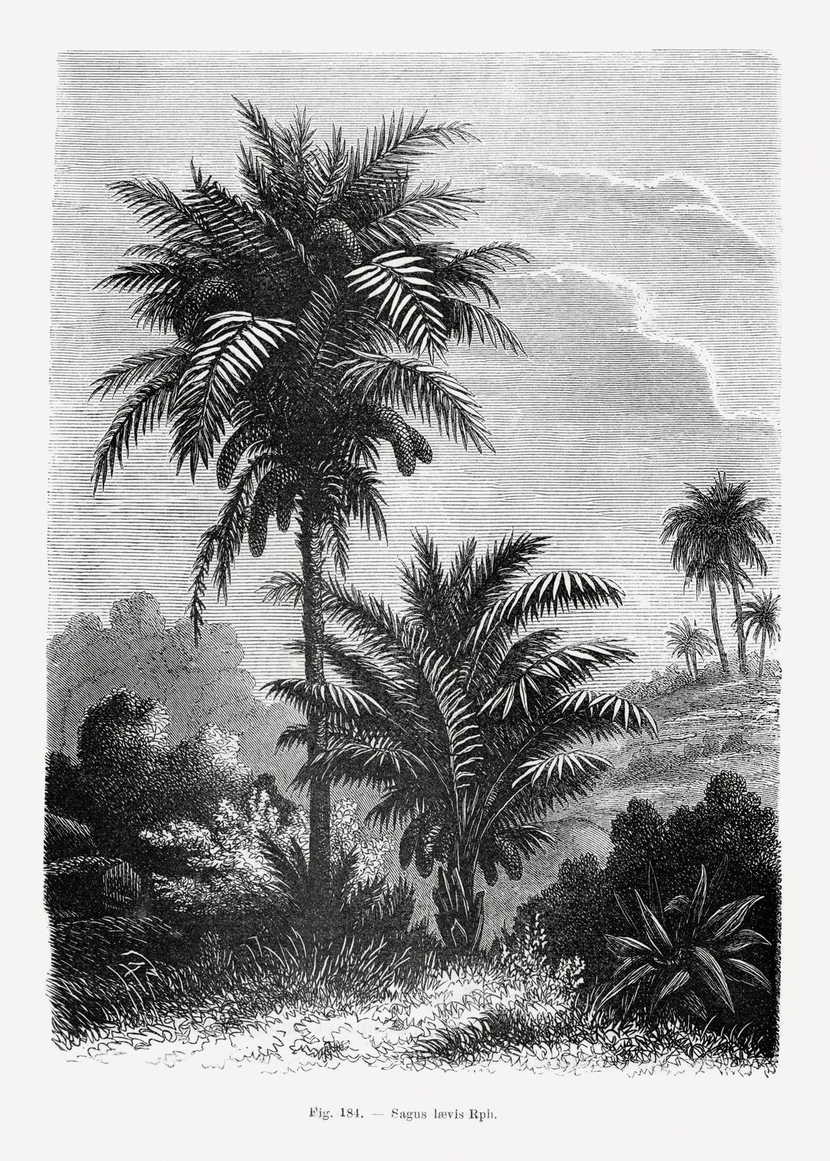 canvas-print-vintage-palm-tree-drawing-v