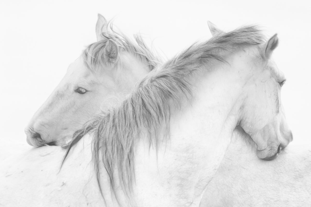 aluminium-print-horses